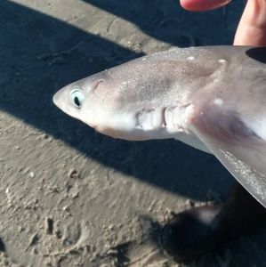 Meet your Posher, Toby